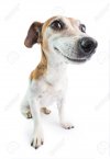 126288895-adorable-funny-smiling-dog-white-background-don-t-worry-be-happy-attitude-positive-e...jpg
