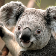 BOB the magic koala