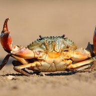 _crab_