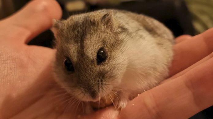 _107518227_hamster.png