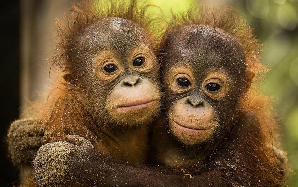 Image result for cute baby orangutan